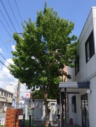 トウカエデ　剪定前
