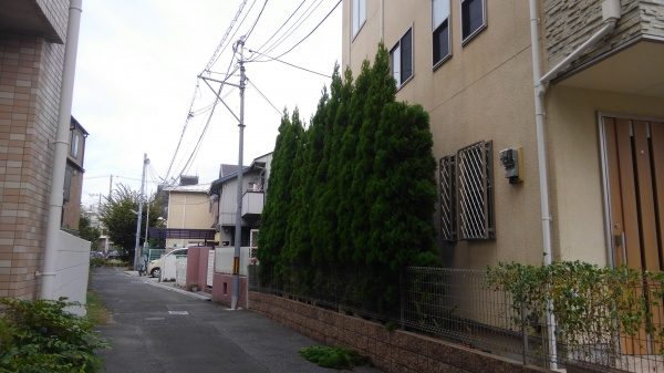 エメラルド 剪定前