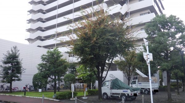 クスノキ 剪定