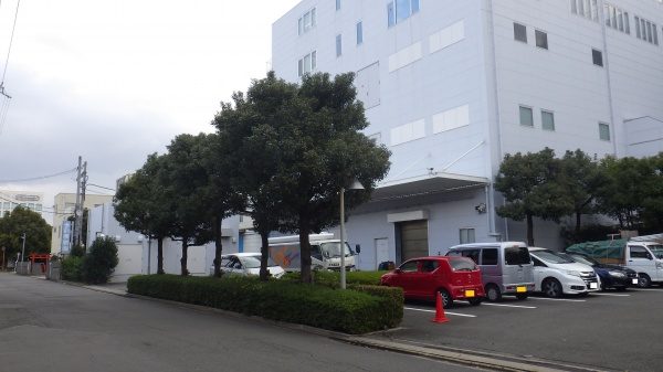 クスノキ 剪定前