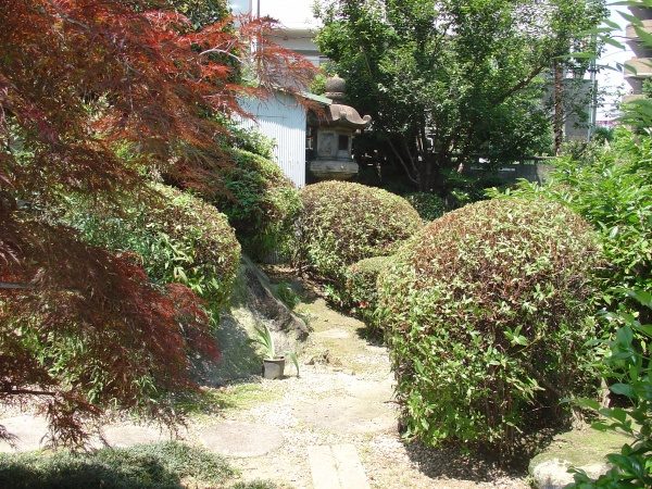 植木剪定作業後1
