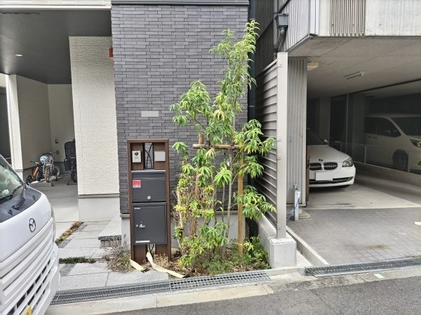 エントランスの花壇のシラカシをブラシノキに植替えた事例｜大阪市生野区K様（作業前）