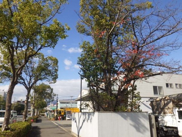 桜の植木の剪定事例 作業後