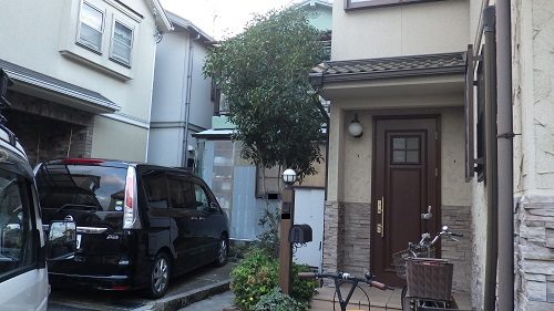 キンモクセイ