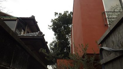 剪定前のシラカシなどの木