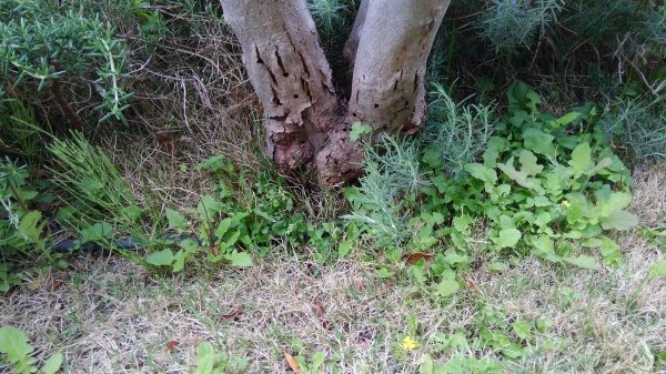 ゾウムシに喰われたオリーブの木の樹勢回復(前)