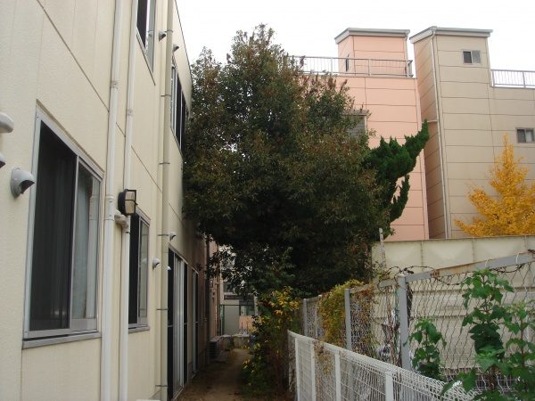 奈良市植木剪定作業前1