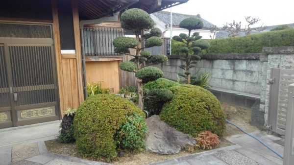 マキ剪定後
