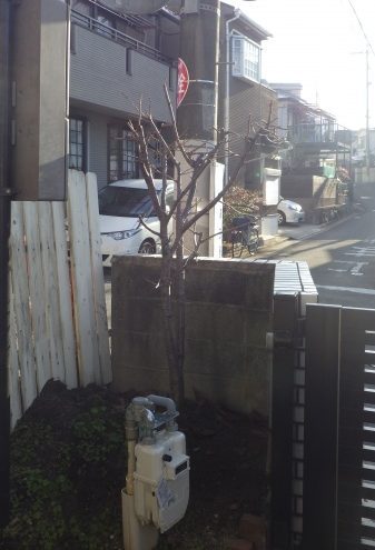 移植前 サクラ