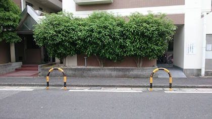 剪定前キンモクセイ