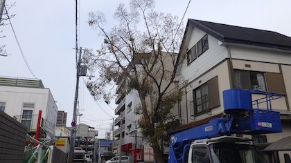 剪定前クスノキ