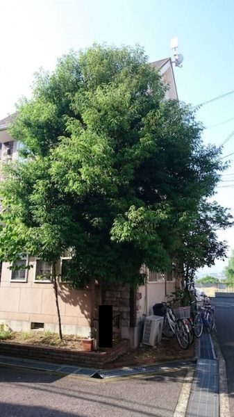 強剪定前のシラカシ