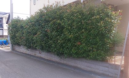 レッドロビン生垣剪定前