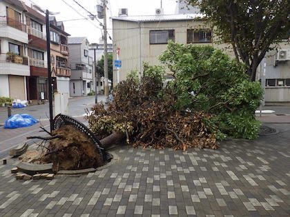 撤去前のクスノキ
