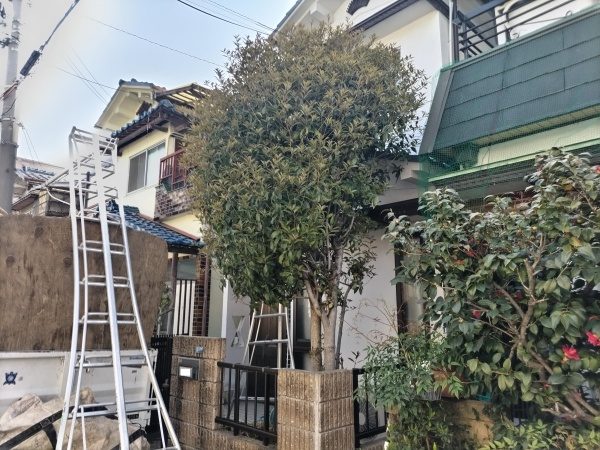 3mの高さがある金木犀（キンモクセイ）を伐採した事例｜大阪市平野区A様（伐採前）