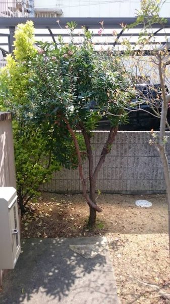 撤去前のキョウチクトウ