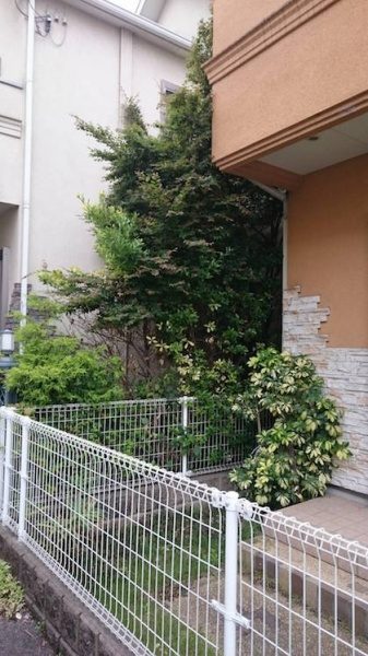 伐採前の木