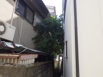 伐採前