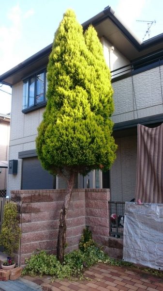 ゴールドクレストの伐採前