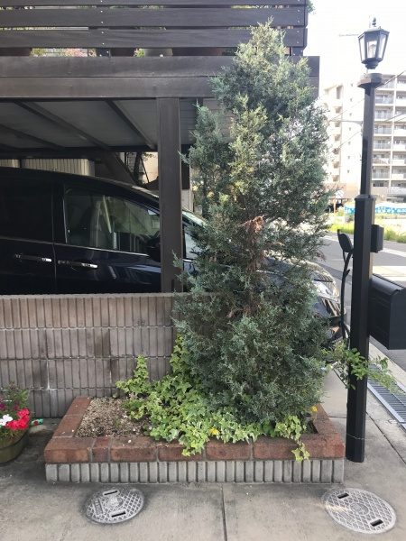 玄関前をスッキリと剪定作業｜リクエストに応え植栽　　大阪府枚方市