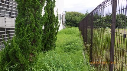 草刈り作業前