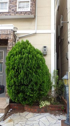 作業前のコノテガシワ