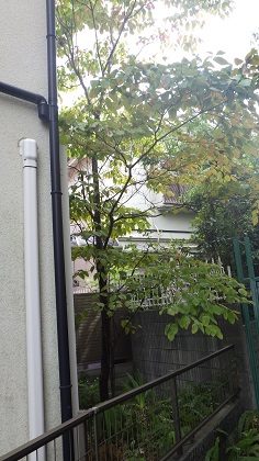 ハナミズキ作業前