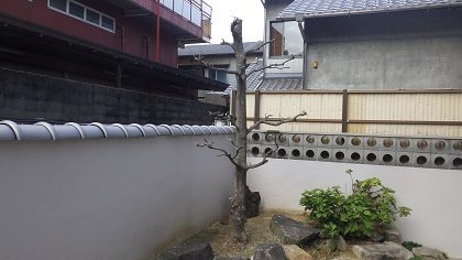 作業前の枯れたモチノキ