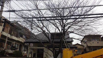 作業前のサクラの木