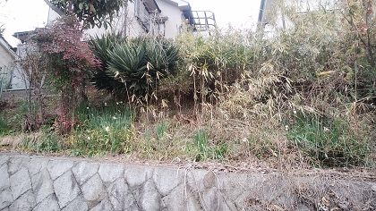 作業前の斜面