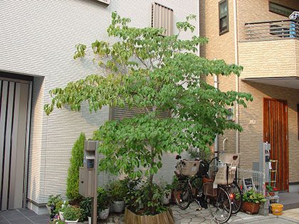 剪定前のハナミズキ