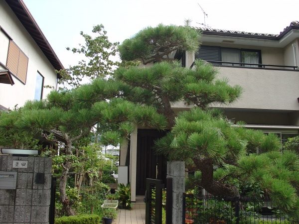 クロマツの剪定作業｜玄関のクロマツをきれいにサッパリ剪定　大阪府堺市美原区