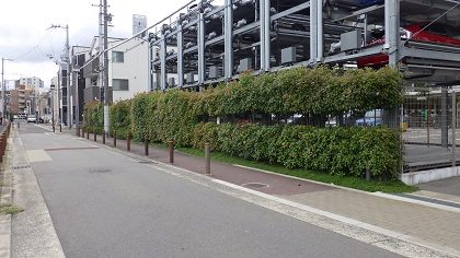 作業前の生垣