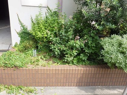 作業前の花壇