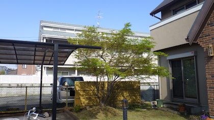 剪定前イロハモミジ