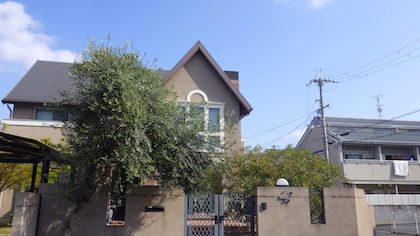 オリーブ剪定前