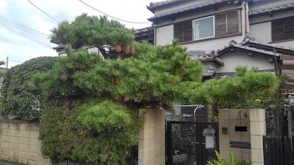 剪定前のクロマツなど