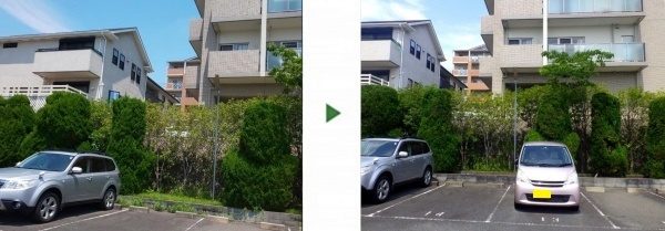 駐車場のカイズカイブキ15本を剪定│伸び放題の植木がスッキリ綺麗に　大阪市城東区