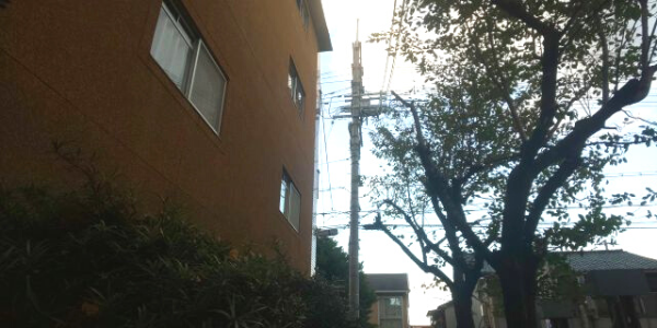 サクラの植木を選定した事例　作業後