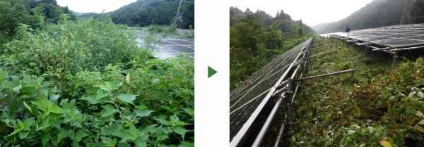 ソーラーシステム周辺を草刈り│発電量の低下や機械ショート防止の事例　和歌山県海南市
