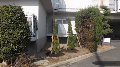 植栽後のカイヅカイブキ
