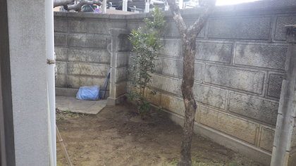 キンモクセイ