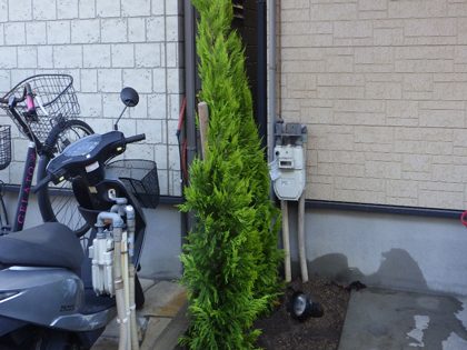植栽後