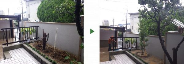 自宅のお庭に生えたダイスギを抜根。ソヨゴを植栽し雰囲気が明るくなった事例　大阪市此花区