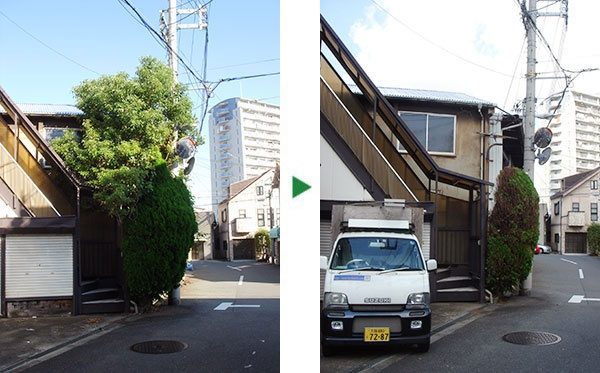丸みのあるコノテガシワの育て方～京都市西京区～
