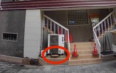 ヒマラヤスギの切り株