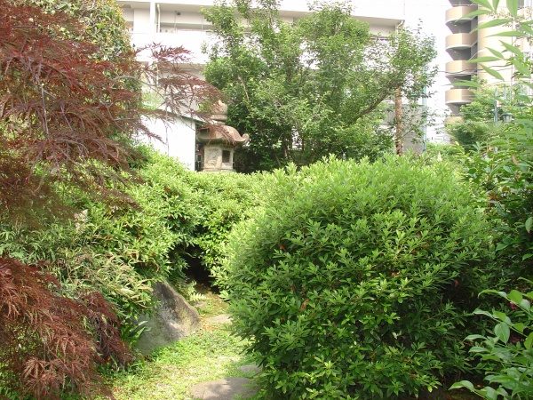 植木剪定作業前1