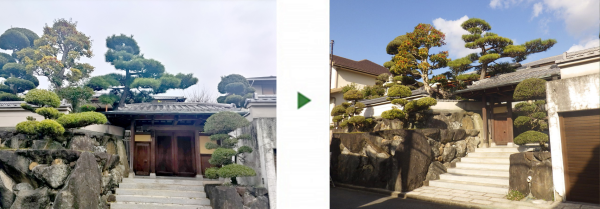 石垣上のマツ、マキ、クロガネモチ、ツゲと玄関前のウメの剪定事例│奈良県生駒市 K様