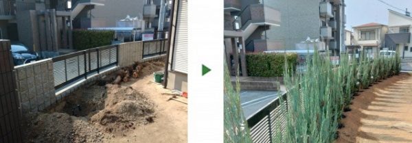 生垣のカイヅカイブキを撤去後、18本のブルーヘブンを植栽した事例│大阪府高槻市 K様