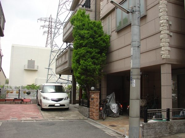 ゴールドクレスト伐採前